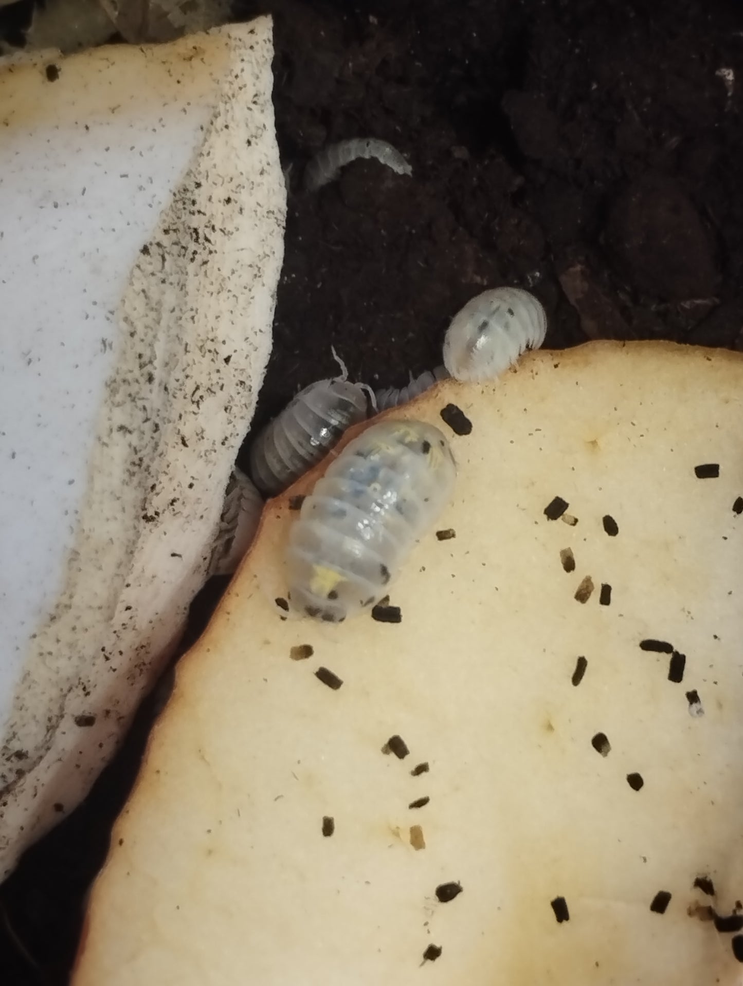 Armadillidium vulgare "Magic potion" Lots de 5