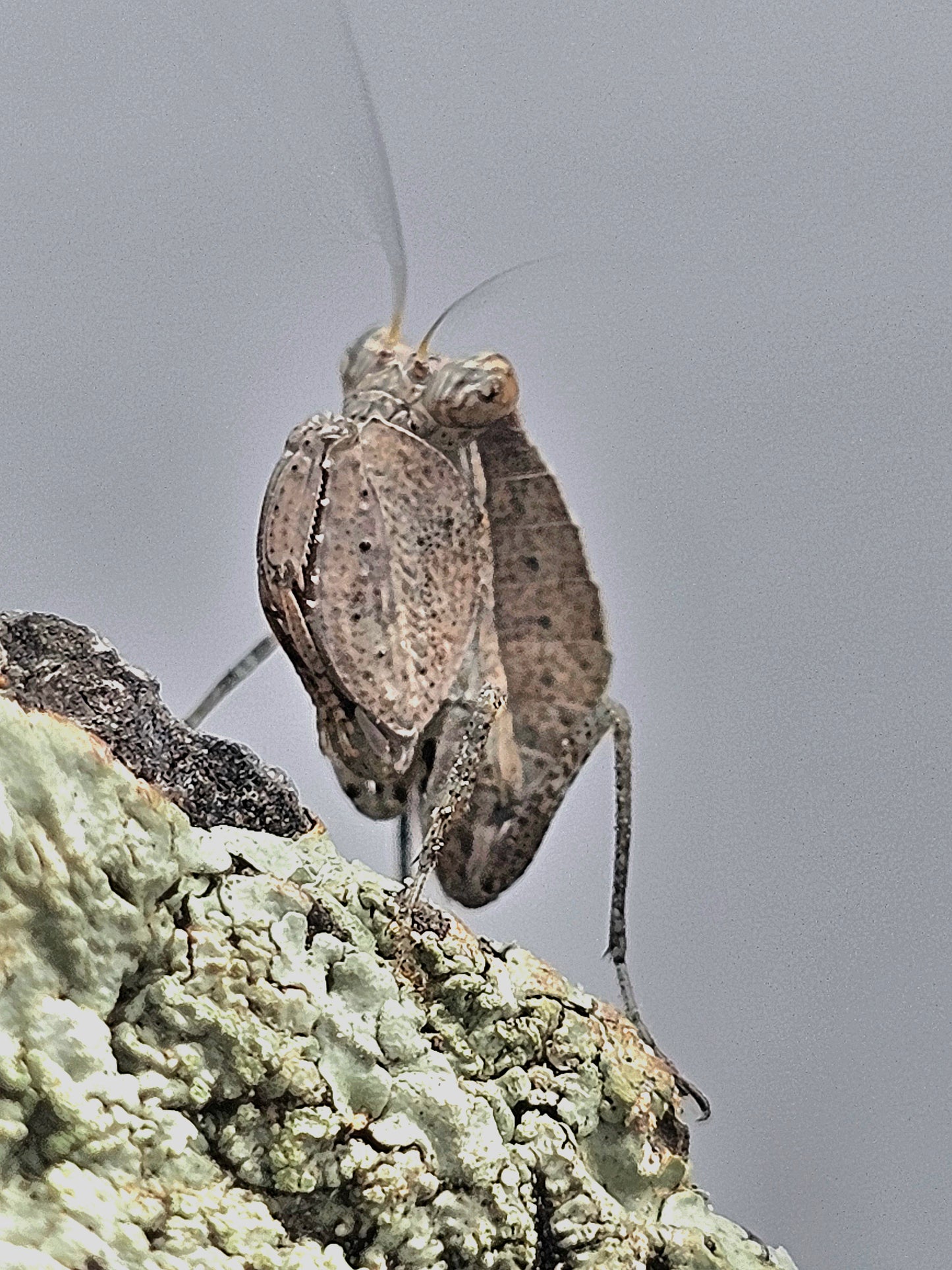 Astyliasula basinigra