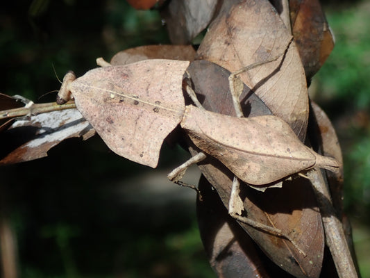 Deroplatys gorochovi
