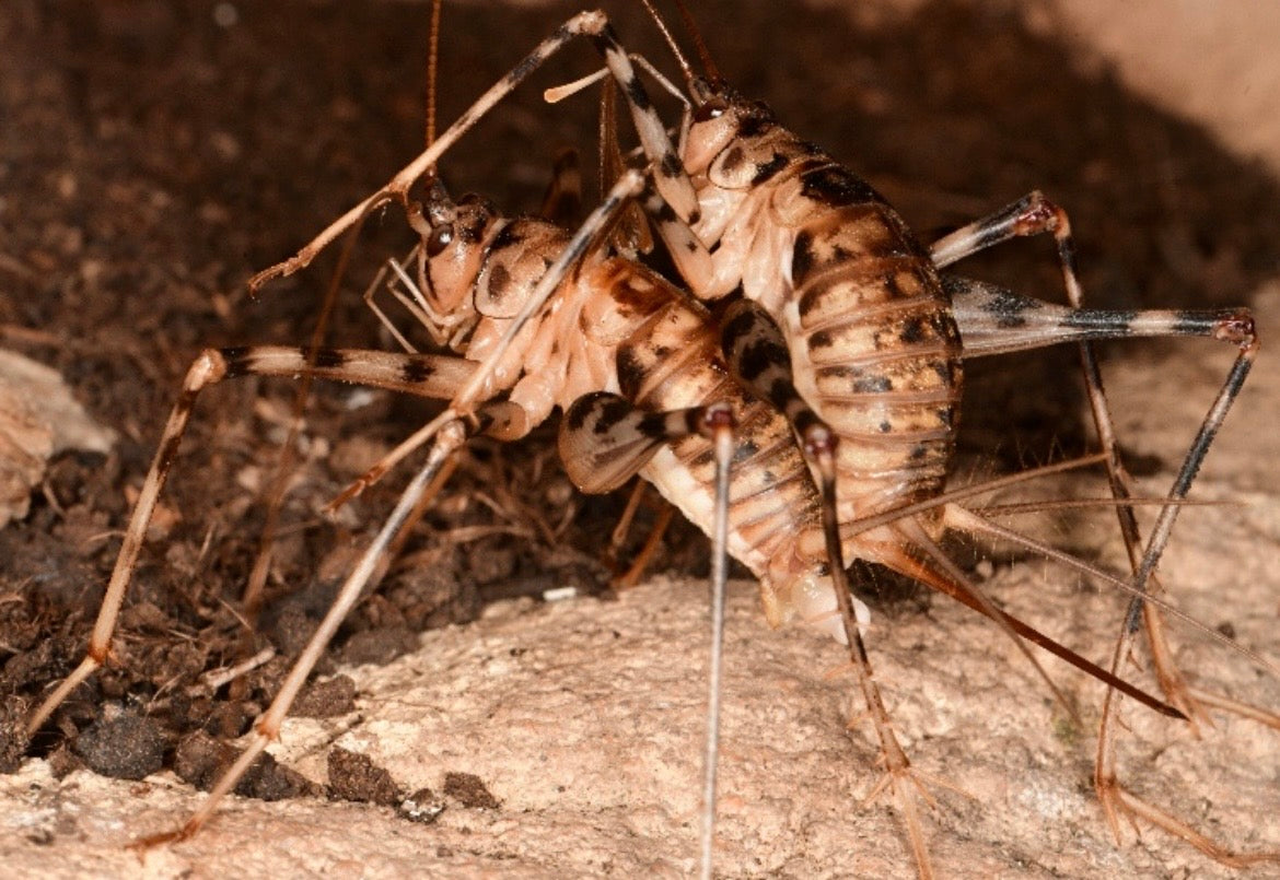 Phaeophilacris bredoides
