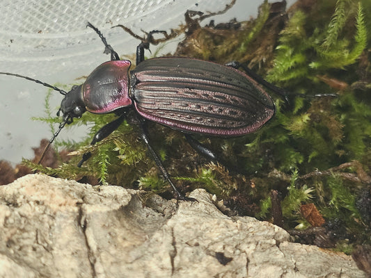 Carabus morbillosus couple adulte