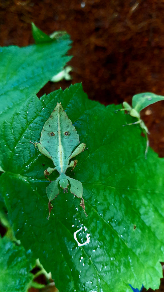 Cryptophyllium westwoodii Lots de 4