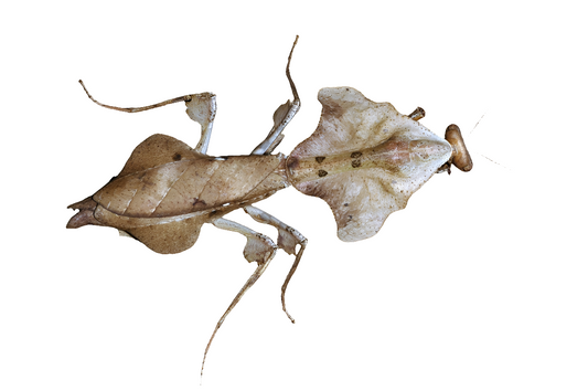 Deroplatys lobata