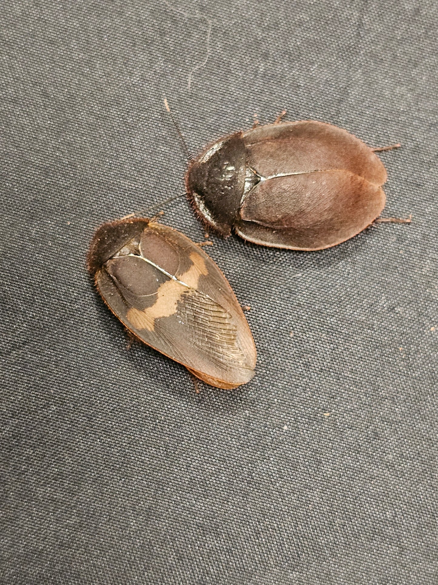 Ergaula capucina Lots de 10