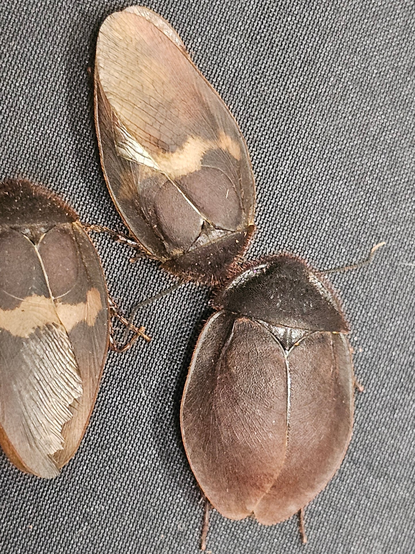 Ergaula capucina Lots de 10