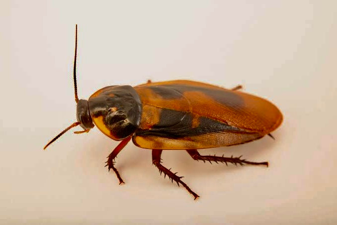 Eublaberus marajoara lots de 10