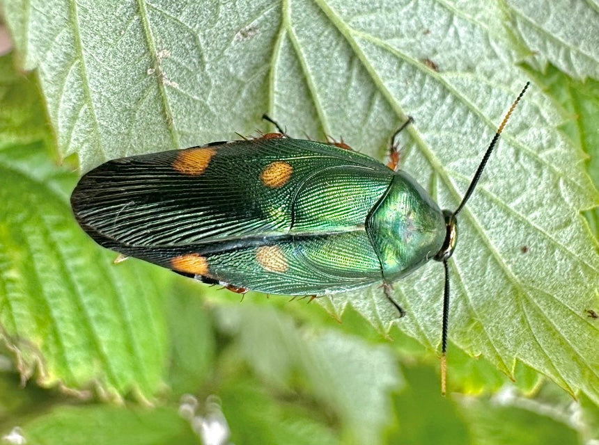 Eustegasta buprestoides