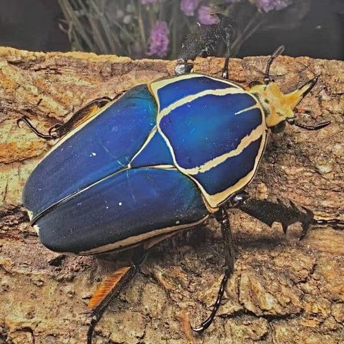 Mecynorhina torquata ugandensis