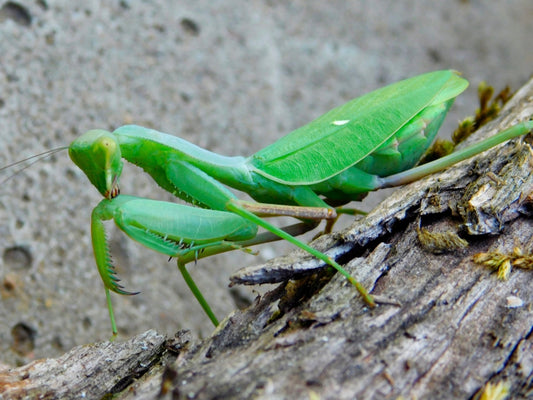 Sphodromantis aurea