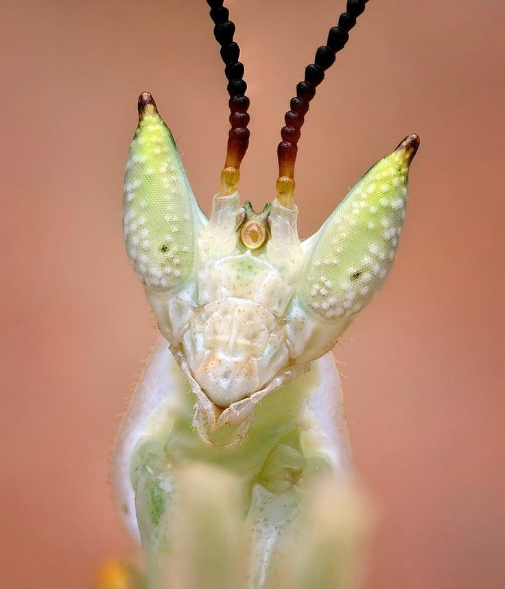 Pseudoharpax virescens