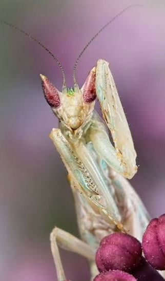 Pseudoharpax virescens