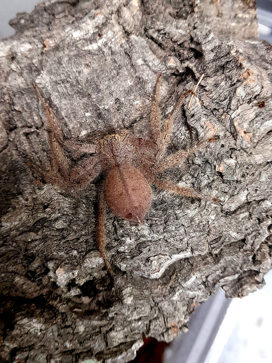 Heteropoda javana