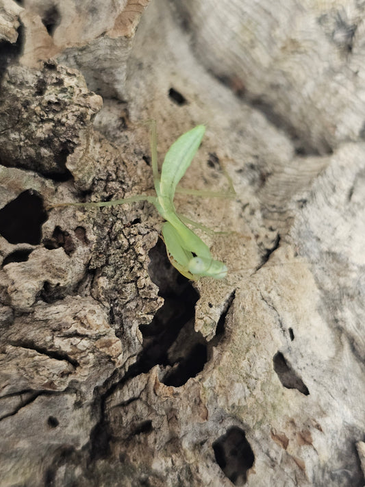 Hierodula venosa