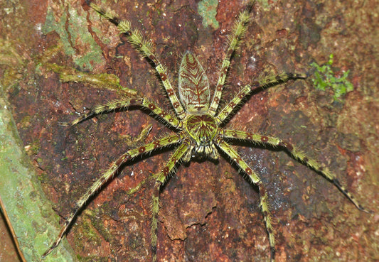 Heteropoda boiei
