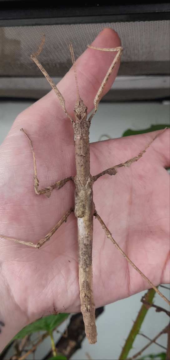 Onchestus rentzi Lots de 4