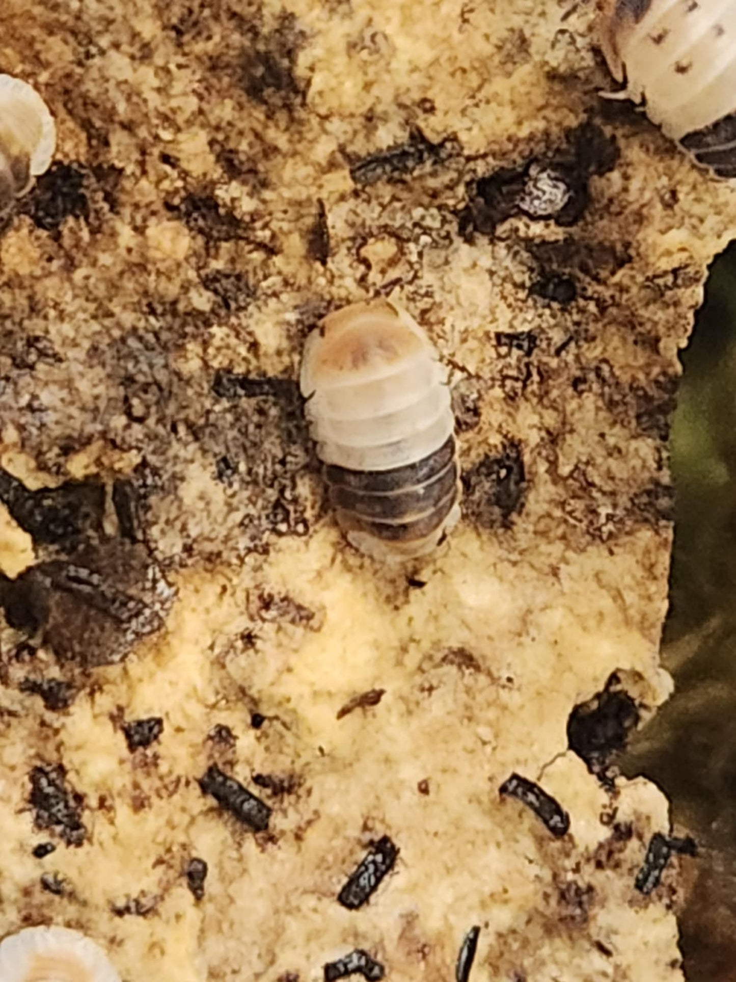 Cubaris sp « White shark »