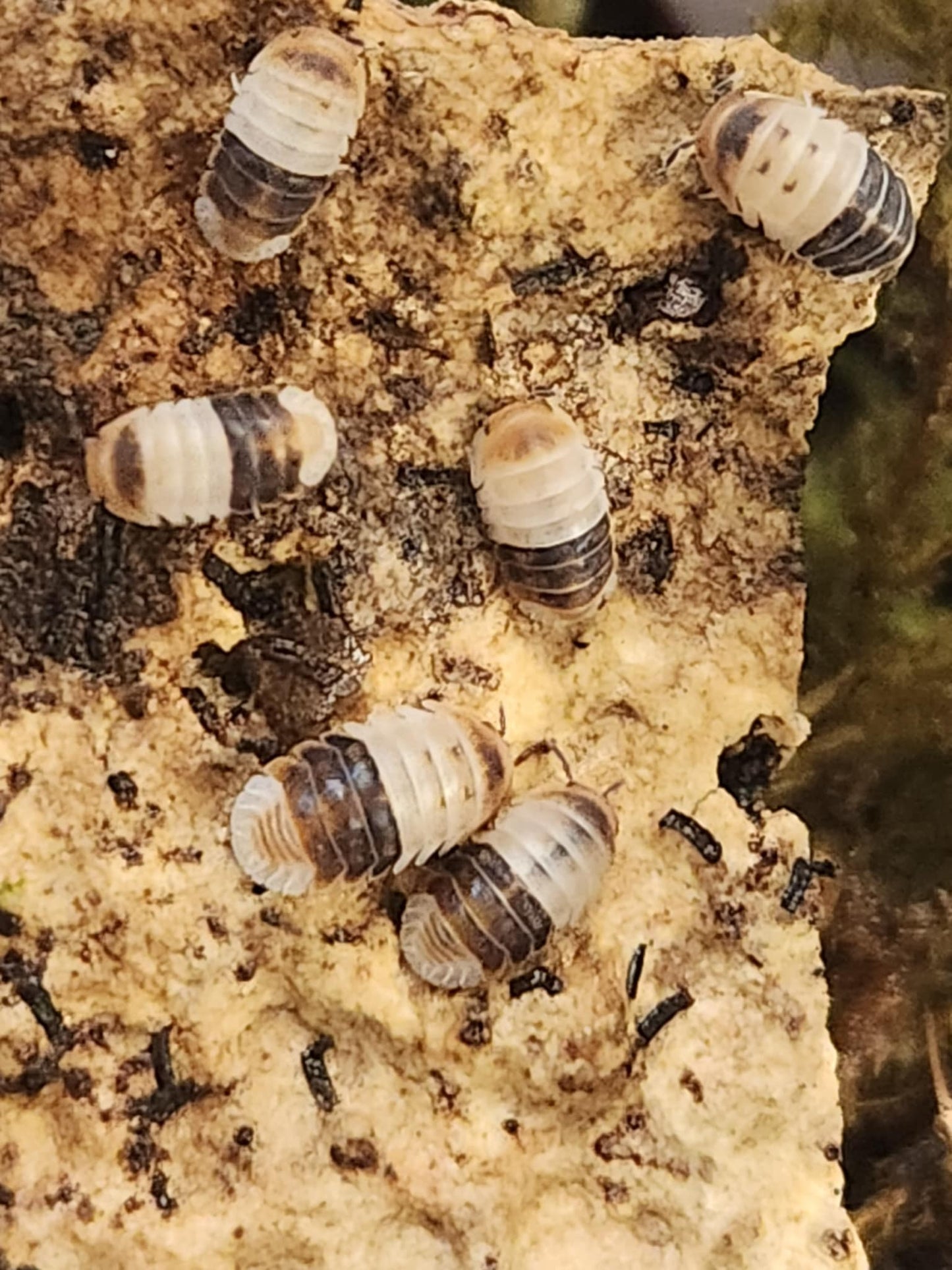 Cubaris sp « White shark »