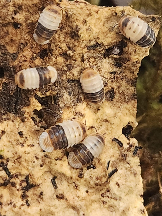 Cubaris sp « White shark »