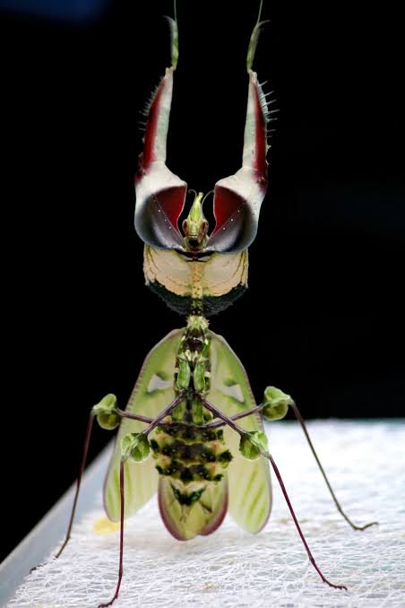 Idolomantis diabolica