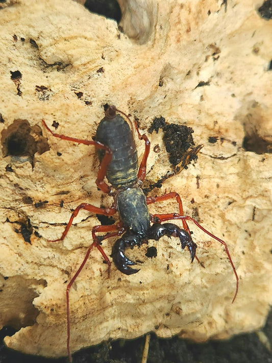 Thelyphonus sp Thaïlande