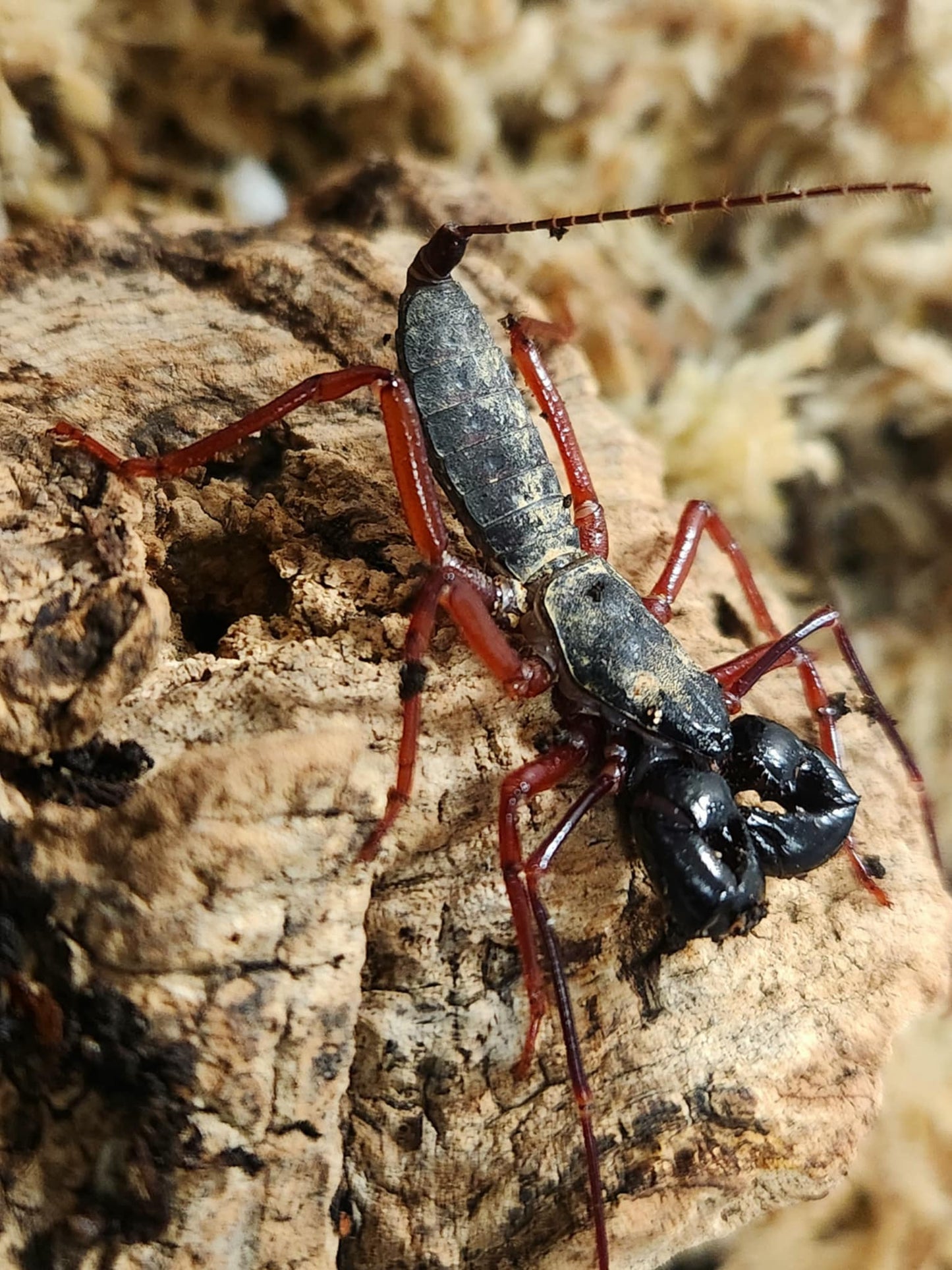 Thelyphonus sp Thaïlande