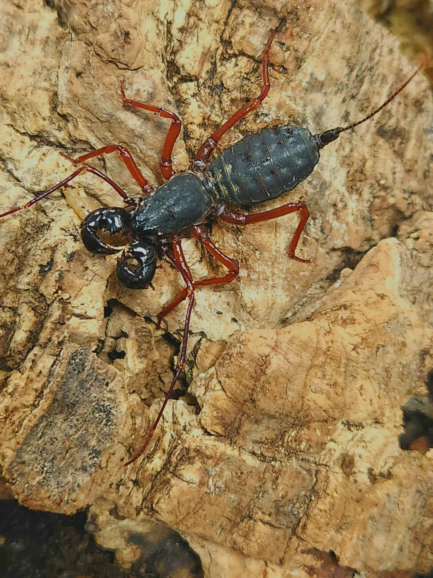 Thelyphonus sp Thaïlande