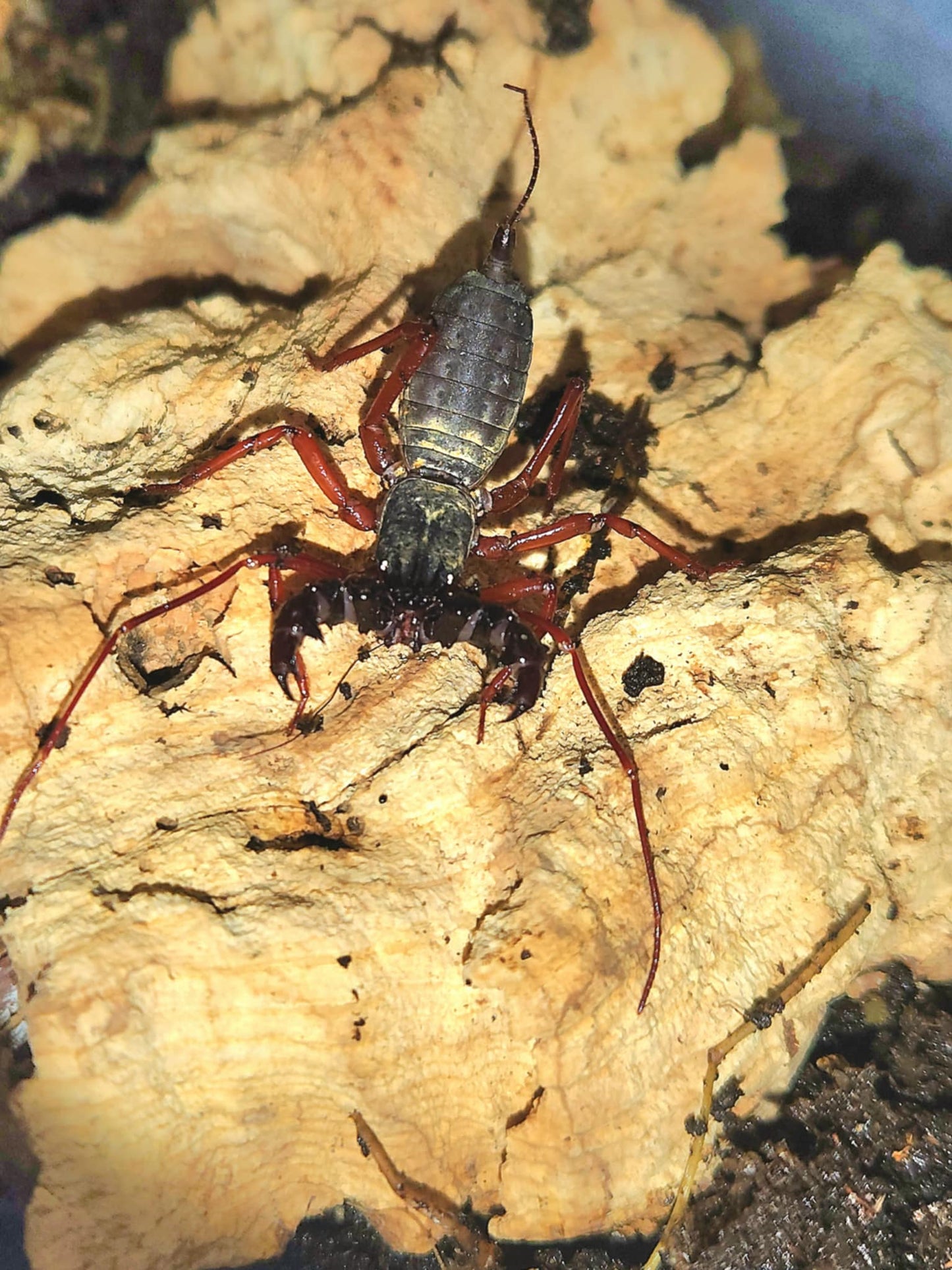 Thelyphonus sp Thaïlande
