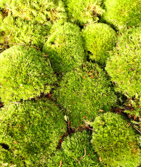 Mousse forêt 5L