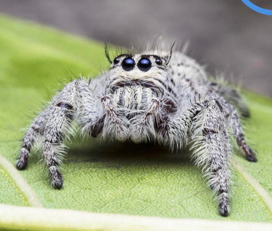 Hyllus giganteus