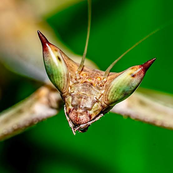 Heterochaeta orientalis