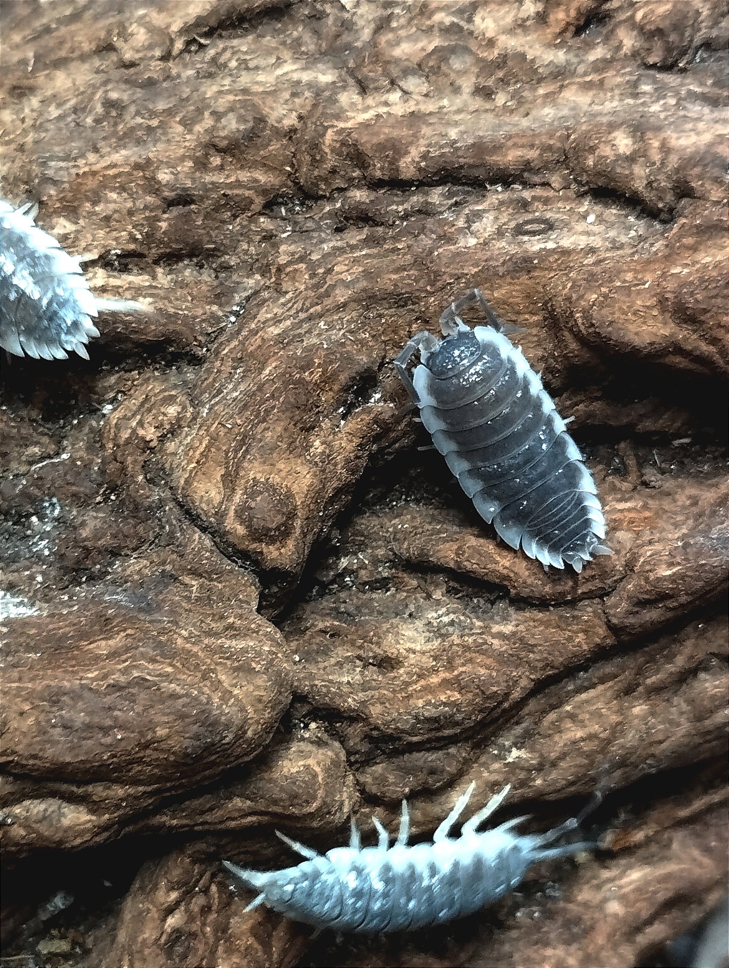 Porcellio hoffmannseggi Lots de 5