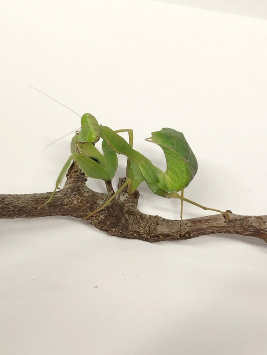 Sphodromantis lineola