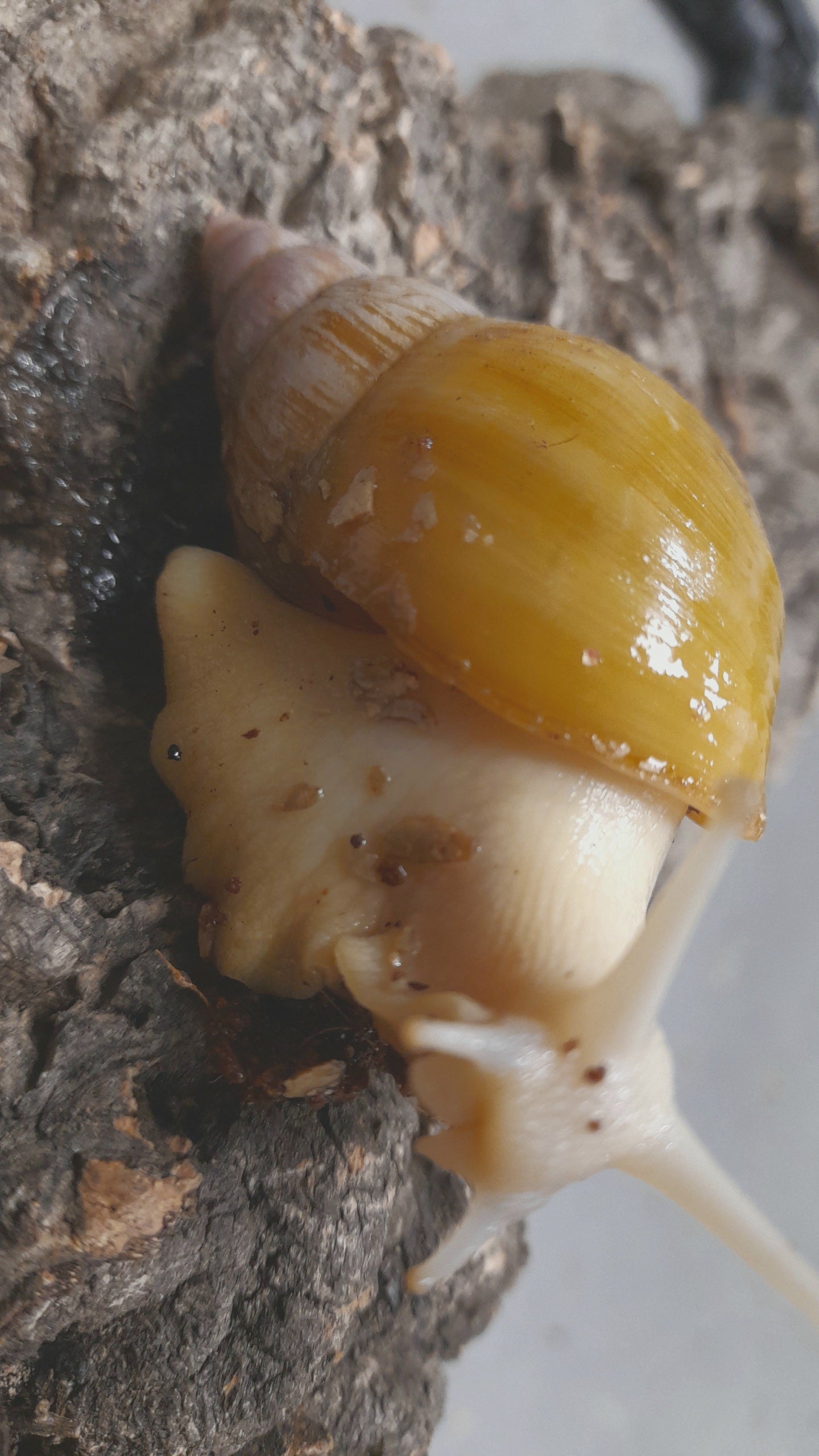 LISSACHATINA FULICA JADATZI