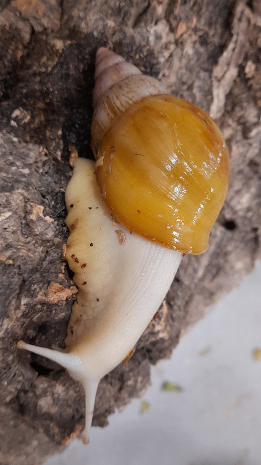 LISSACHATINA FULICA JADATZI