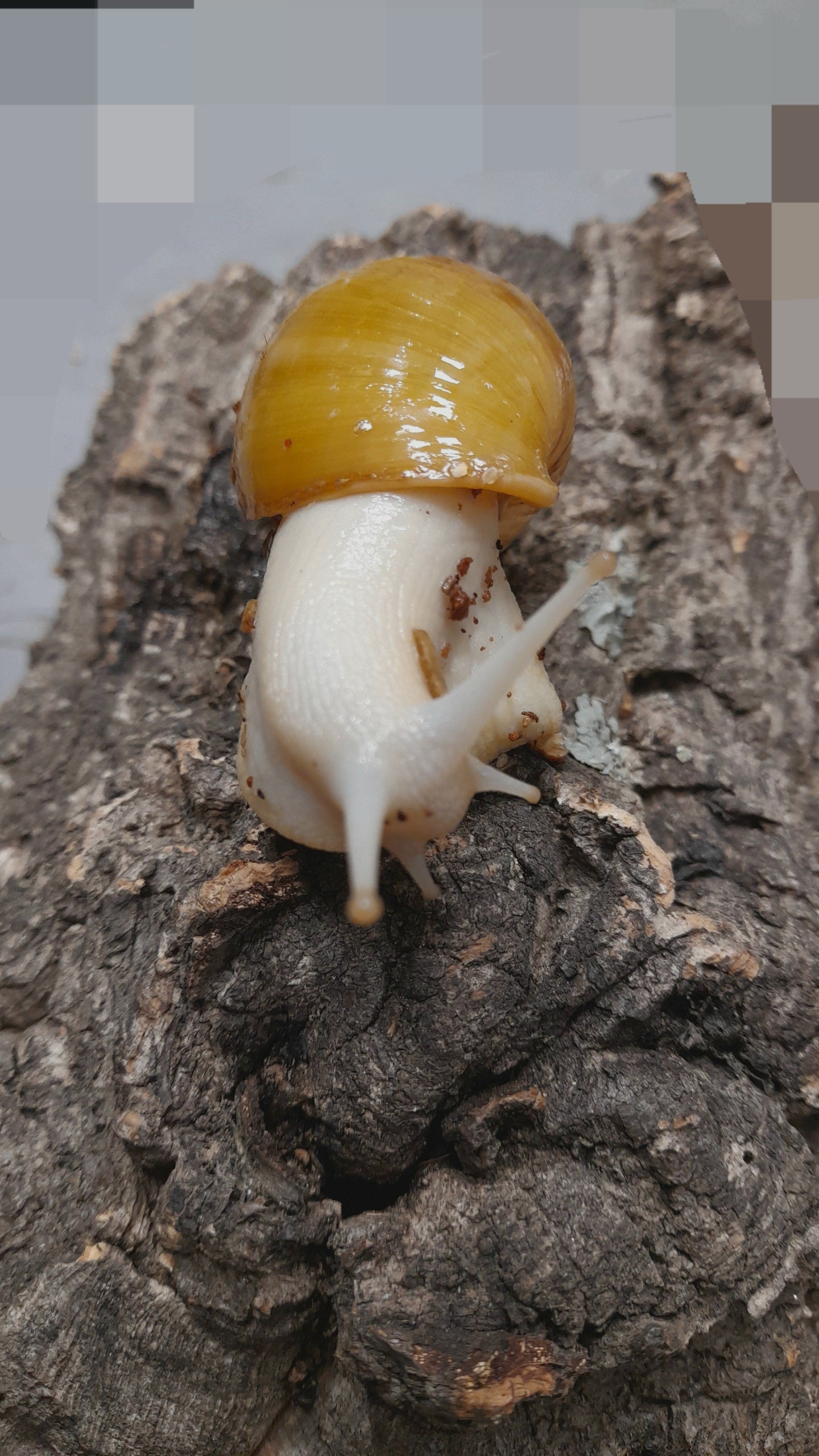 LISSACHATINA FULICA JADATZI