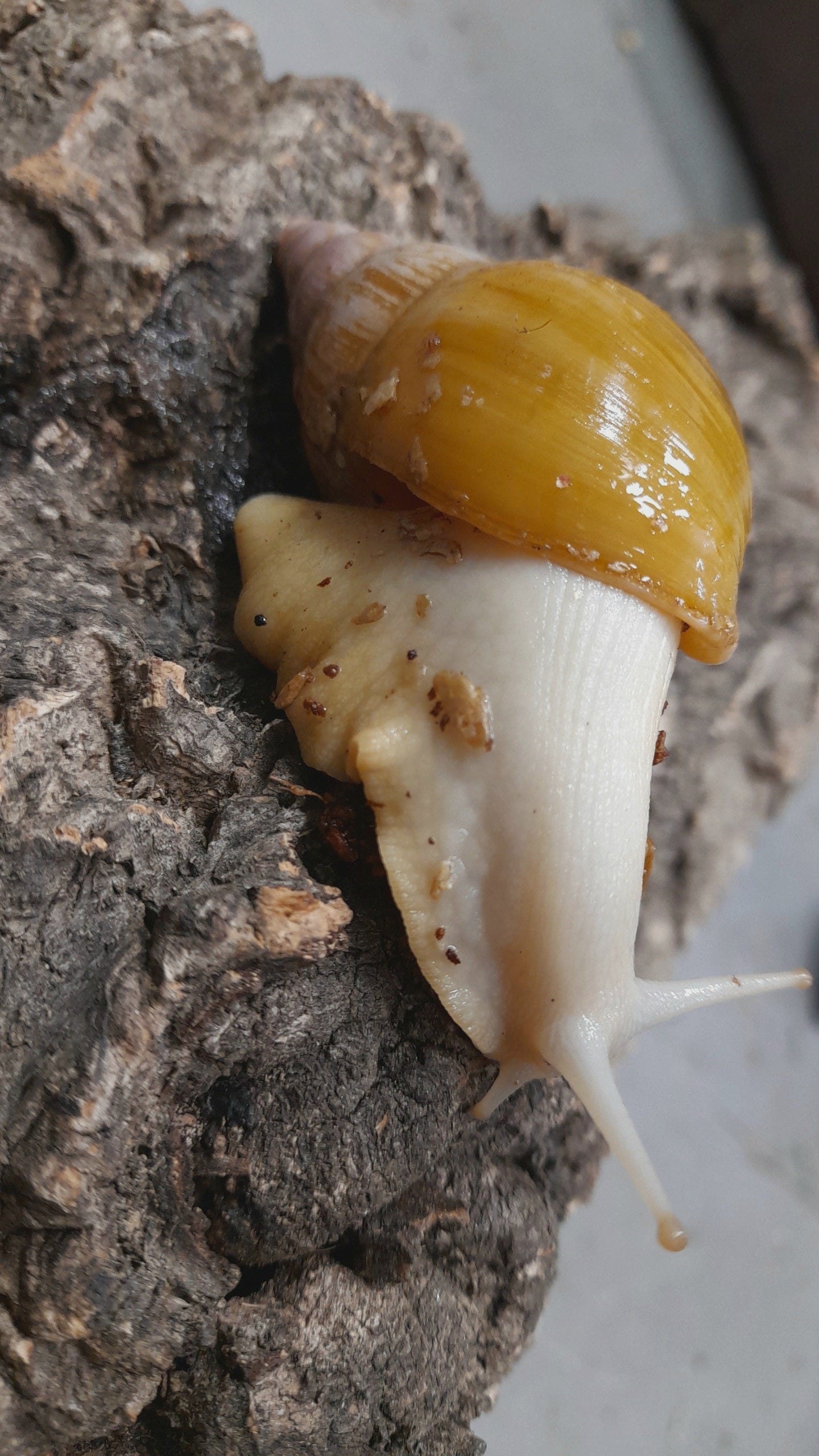 LISSACHATINA FULICA JADATZI