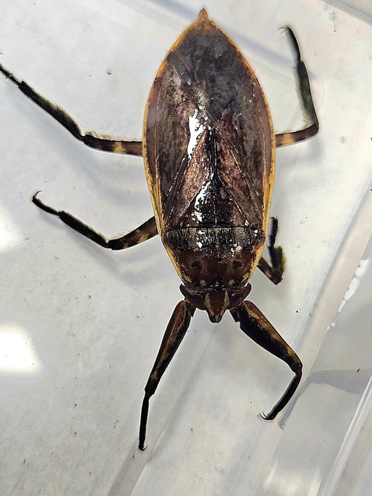 Lethocerus sp Togo