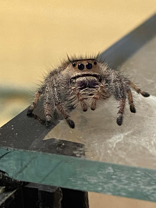 Phidippus regius Bahamas