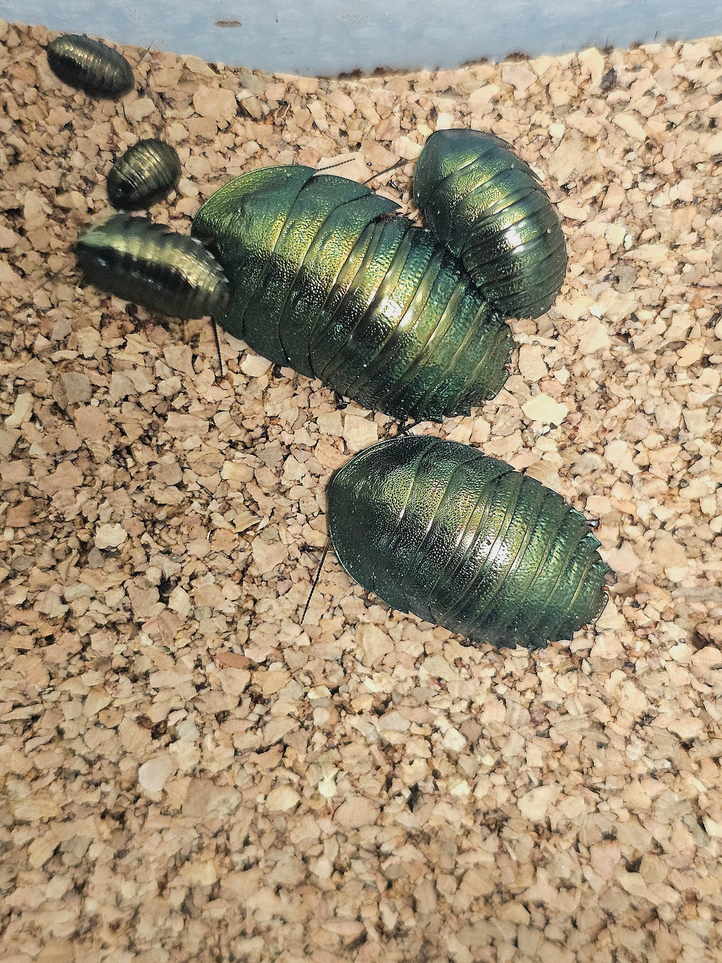 PSEUDOGLOMERIS MAGNIFICA