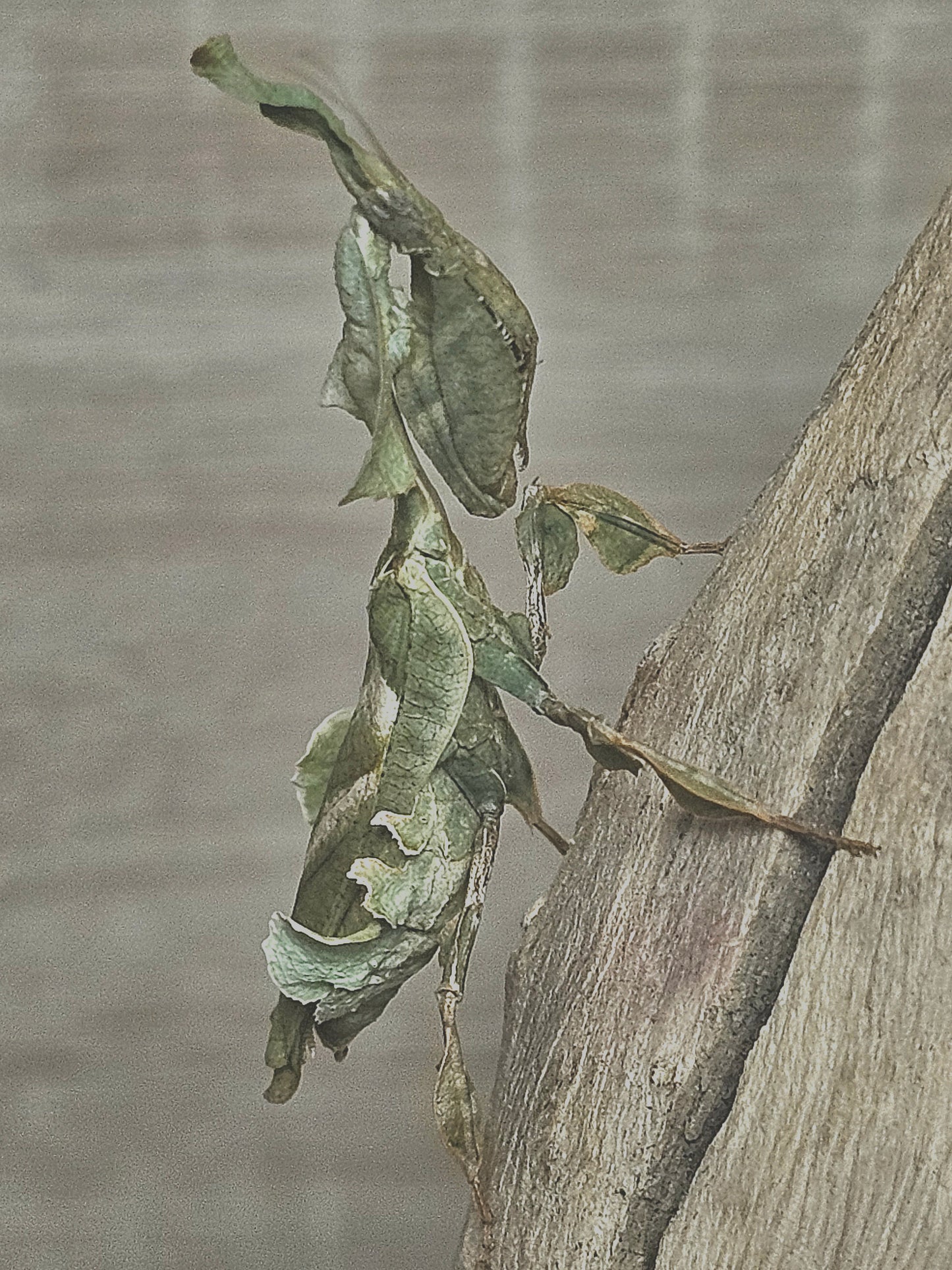 Phyllocrania paradoxa
