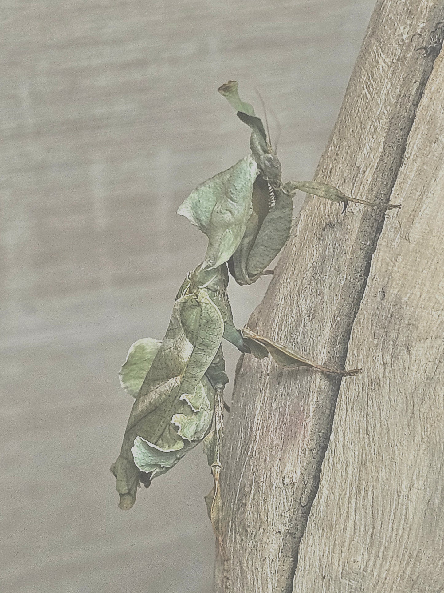 Phyllocrania paradoxa