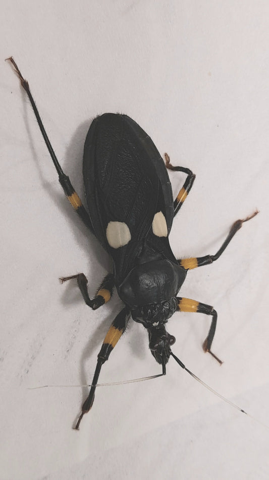 Platymeris biguttatus Lots de 4 adulte