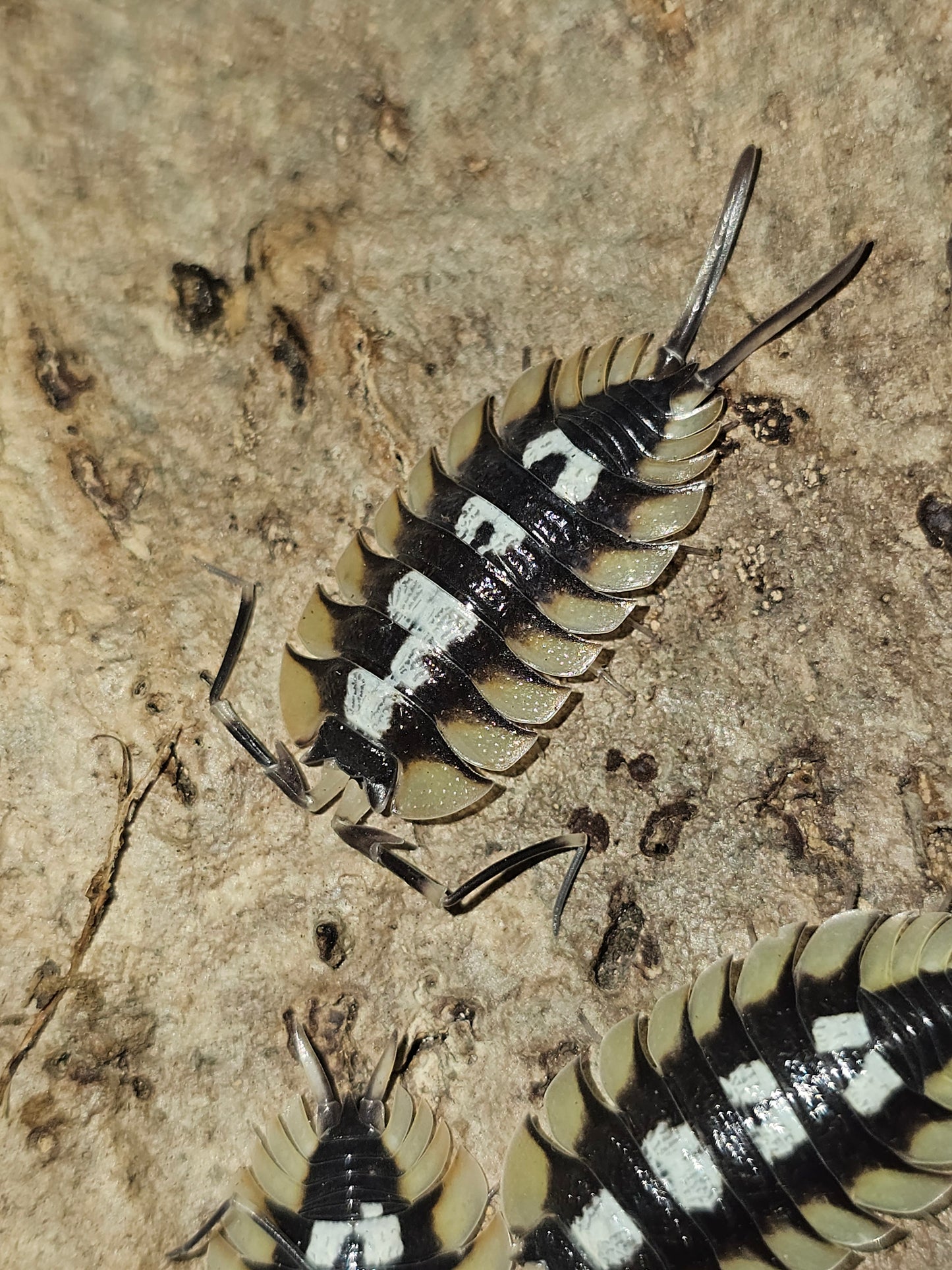 Porcellio expansus "Orange La Senia" Lots de 5
