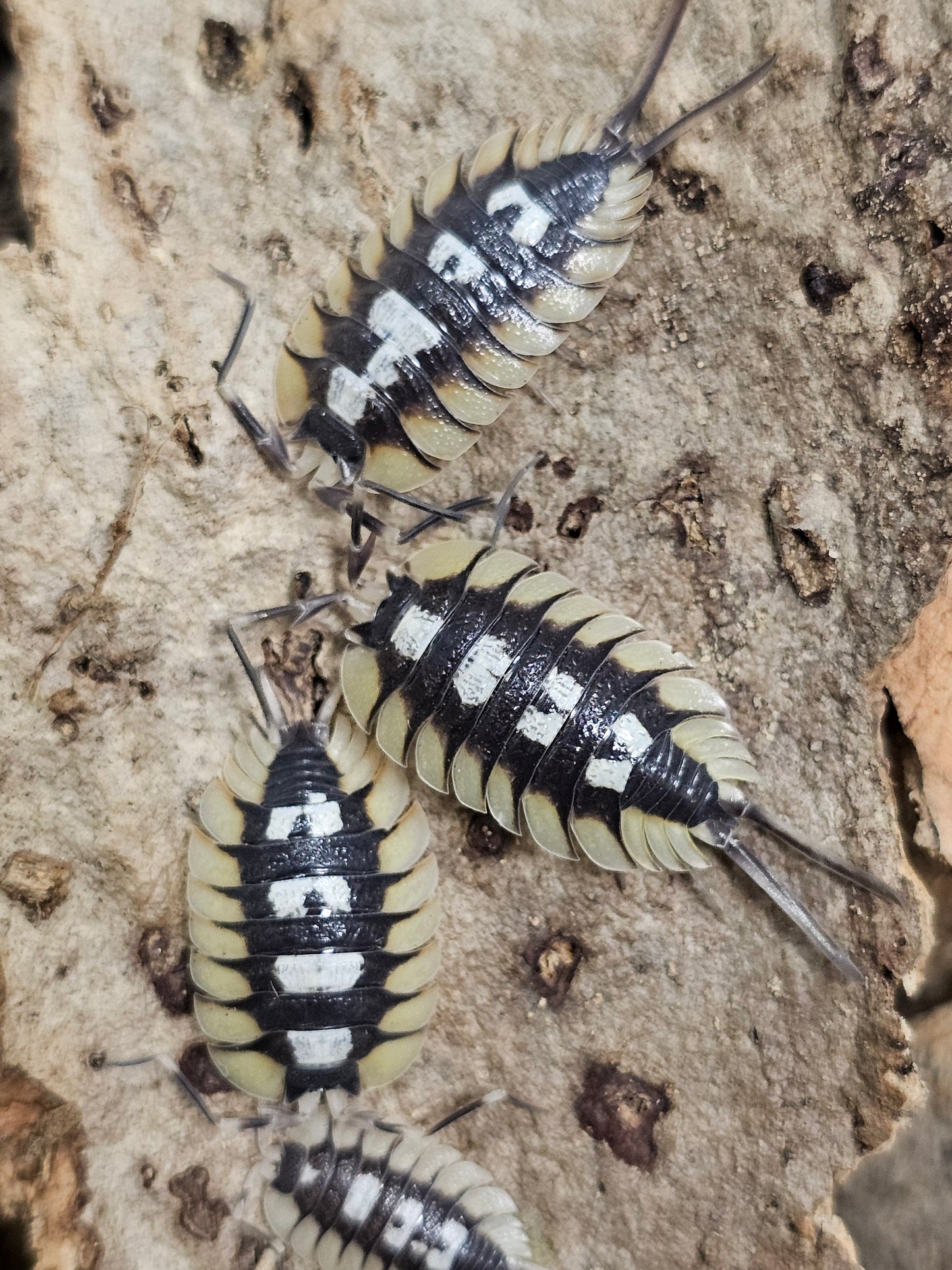 Porcellio expansus "Orange La Senia" Lots de 5