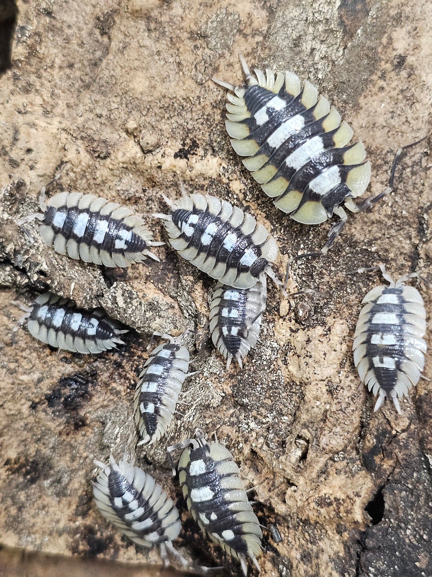 Porcellio expansus "Orange La Senia" Lots de 5