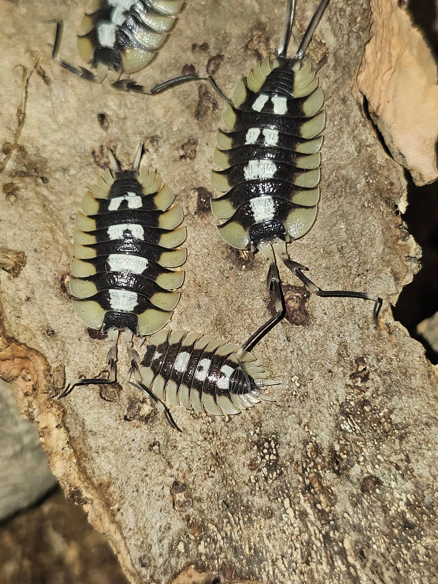 Porcellio expansus "Orange La Senia" Lots de 5