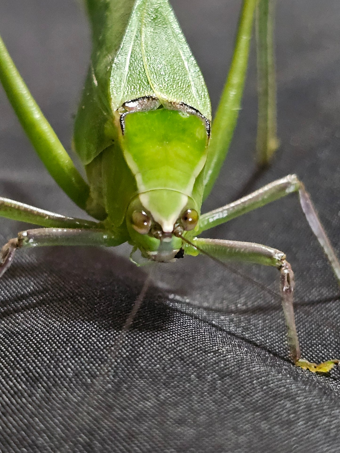 STILPNOCHLORA COULONIANA  LOTS DE 5 Sub adulte