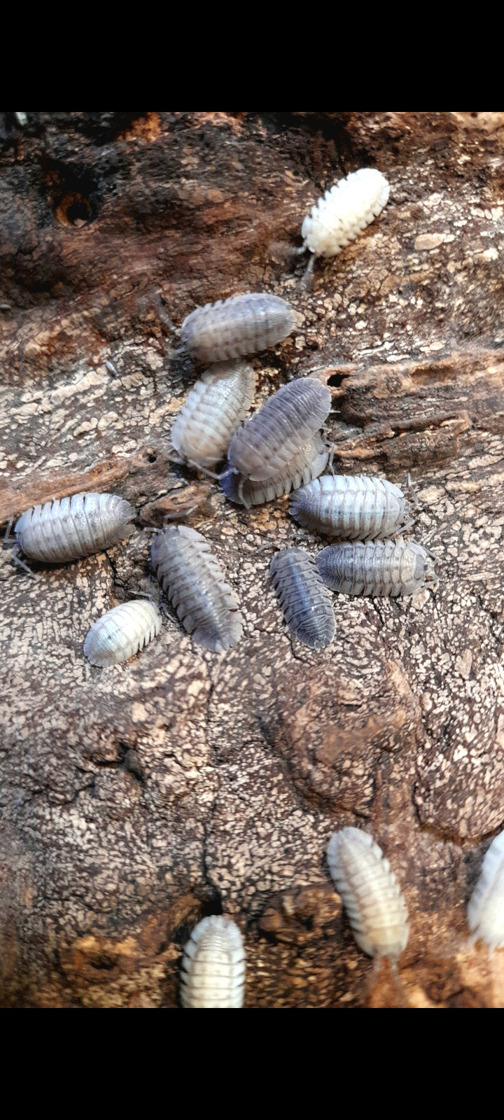 Armadillidium peraccae Lots de 10