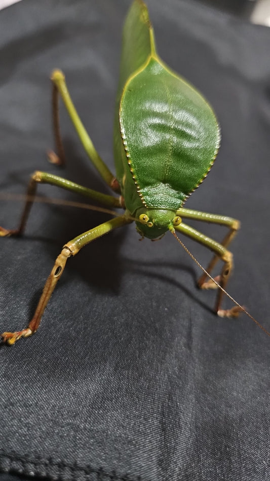 Siliquofera grandis
