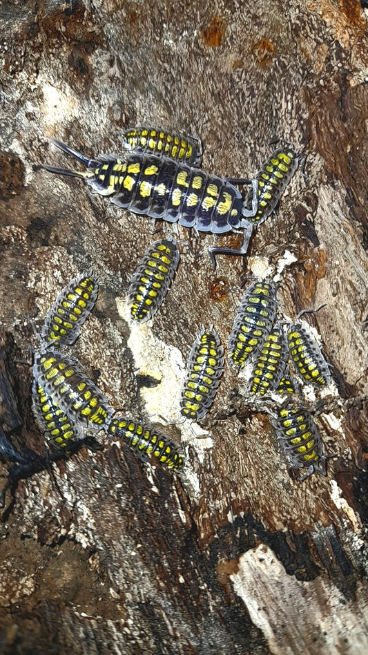 Porcellio haasi "High yellow " Lots de 5